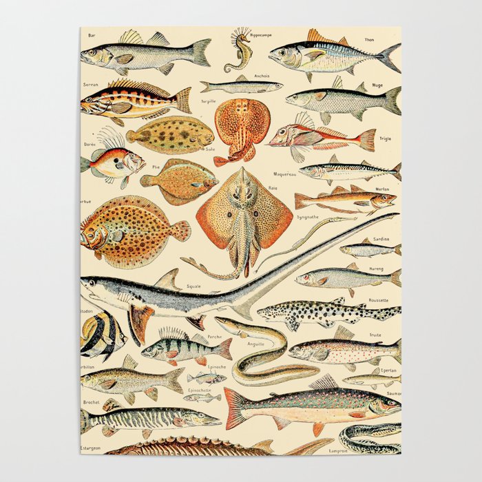 Vintage Fishing // Poissons by Adolphe Millot XL 19th Science Textbook Artwork Poster by Public Artography | Society6