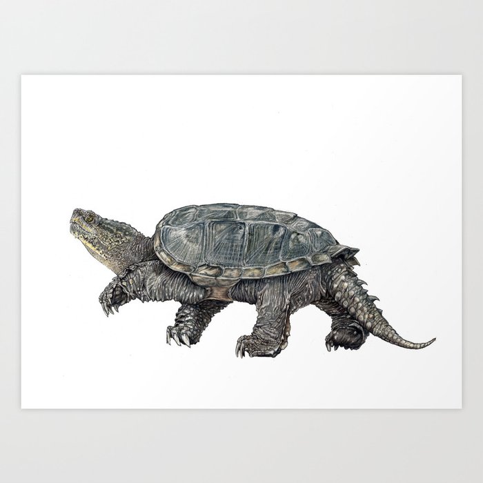 Common snapping turtle Art Print by ldibiccari | Society6