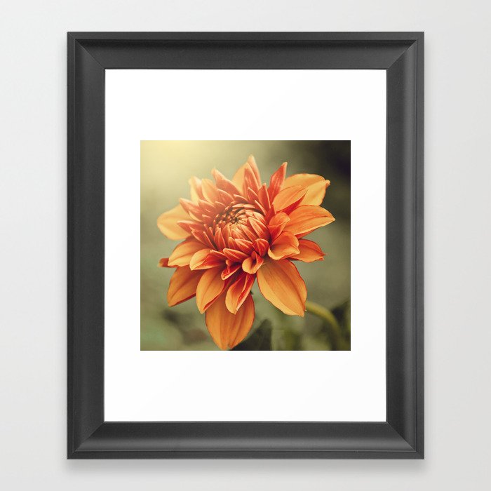 Orange Dahlia 2 Garden Flowers Floral Blossom Nature Framed Art Print By Julianarw