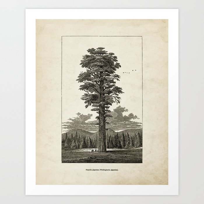 Giant Sequoia Tree Illustration Art Print by Design Outfitters Society6