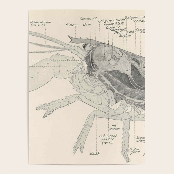 Vintage Lobster Anatomy Diagram (1911) Poster by BravuraMedia Society6