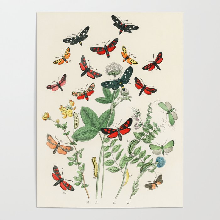 Vintage Scientific Illustration Butterfly Botanical Floral Lithograph