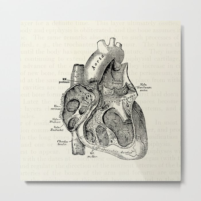 Vintage Anatomy Heart Medical Illustration Metal Print by ...