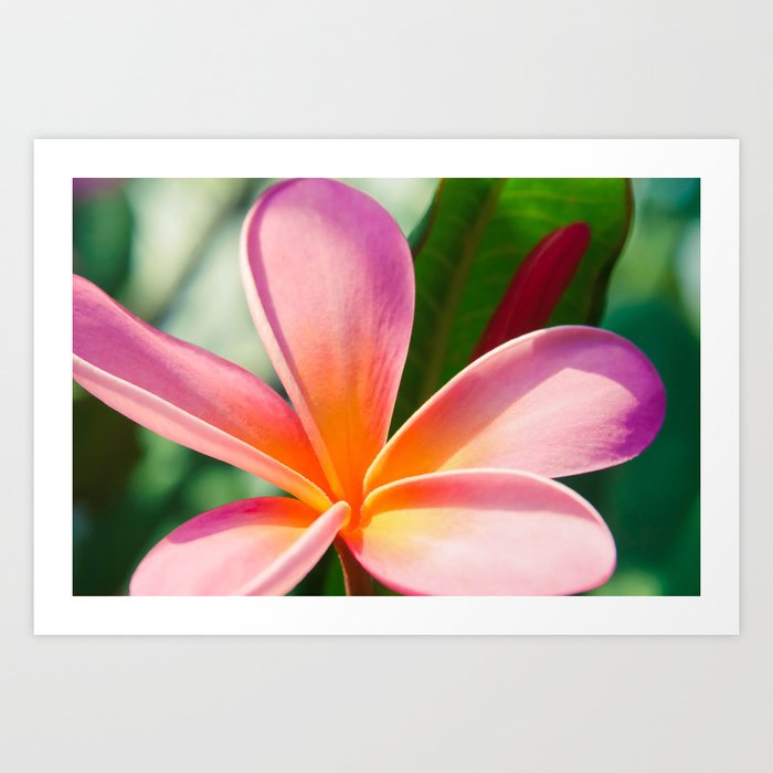 Pua Melia ke Aloha Pink Tropical Plumeria Maui Hawaii Art Print by