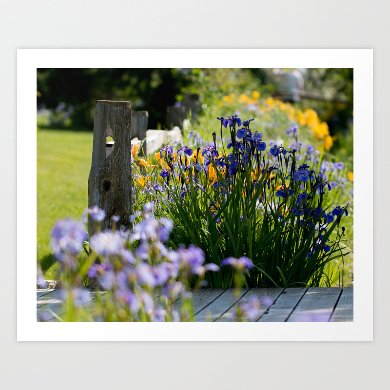Georgeson Botanical Gardens Fairbanks Alaska Iris And Lilies Art Print By Mattmoberlyart Society6